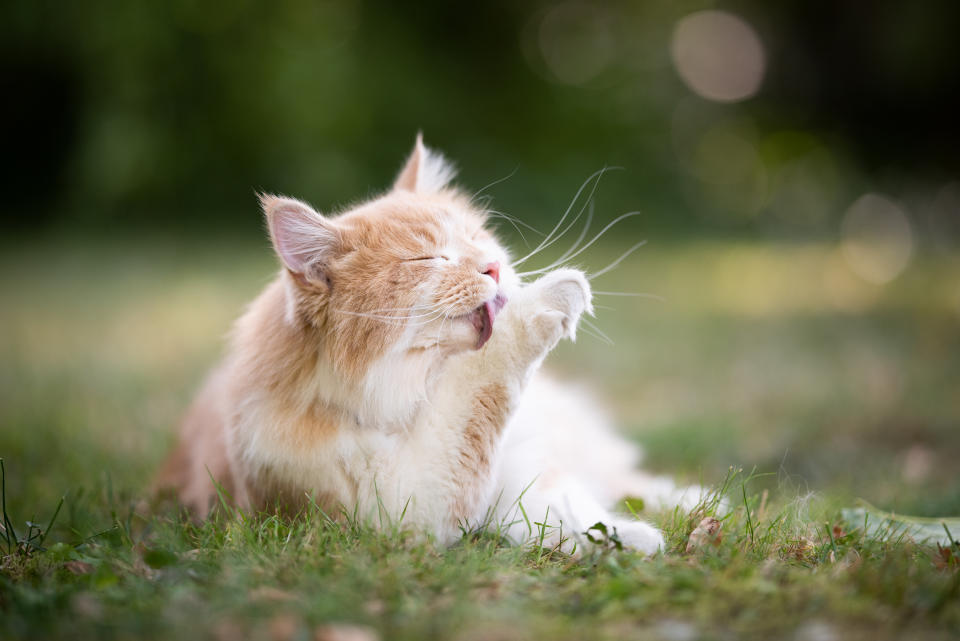 cream tabby ginger maine coon cat lying on grass grooming licking it's paw outdoors in the back yard with closed eyes