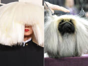 If mysterious singer Sia is looking for a new star to replace her in her next music video, this tiny dog already has the performer's look mastered.