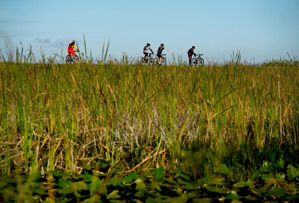 Cyclists ride along a perimeter levee at Arthur R. Marshall Loxahatchee National Wildlife Refuge in Boynton Beach Saturday November 27, 2021.  The refuge is 143,954 acres of northern Everglades wetlands including wet prairies, sawgrass ridges, sloughs, tree islands, cattail communities, and a 400 acre cypress swamp.