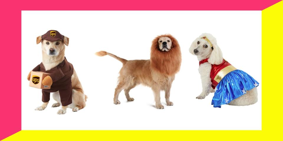 We&rsquo;ve rounded up 20&nbsp;Halloween costumes that will fit dogs of all sizes, from tiny Terriers to Great Danes. (Photo: HuffPost)