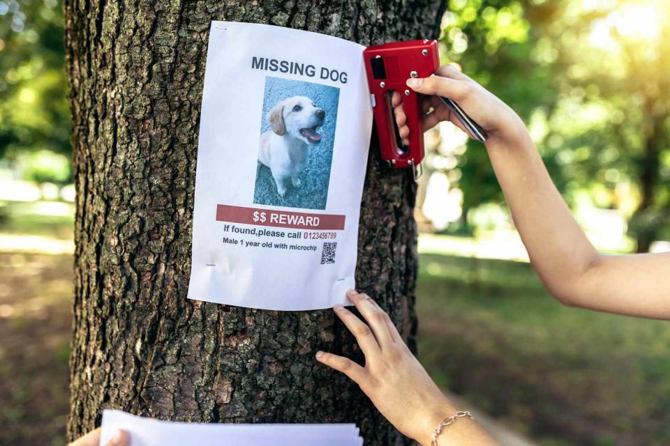 <p>Getty</p> A stock photo of a missing dog poster