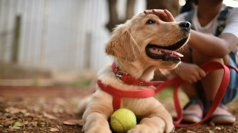 puppy on leash