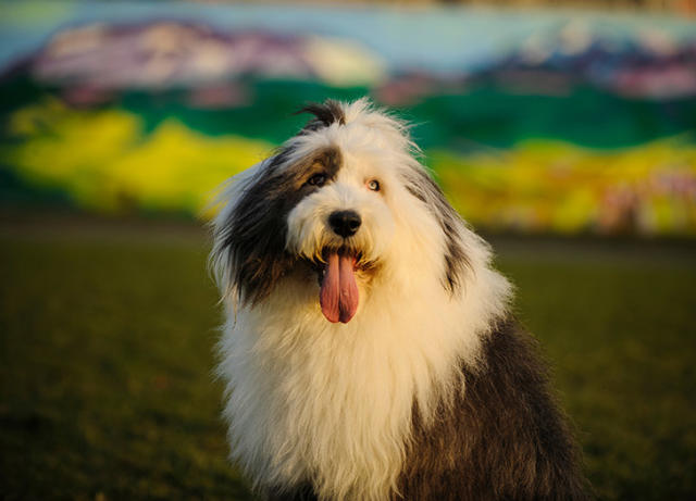 25 Fluffy Dog Breeds That You'll Want to Pet All Day Long - PureWow