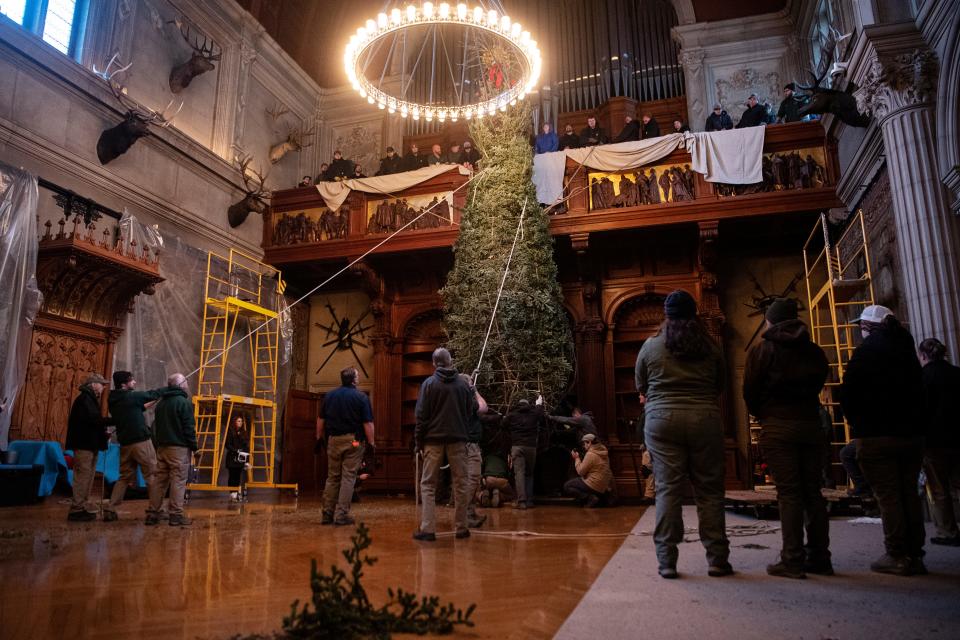 The Biltmore Christmas tree was raised November 1, 2023, in Asheville.