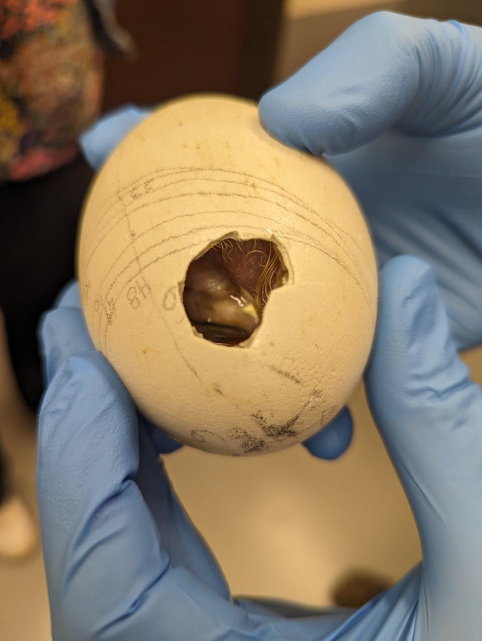 The San Diego Zoo Wildlife Alliance recently welcomed its 250th California condor chick, marking a significant moment for a species that was once on the brink of extinction.