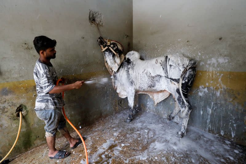 A worker applies foam to clean the bull during a spray wash at an automobile service station, in Karachi