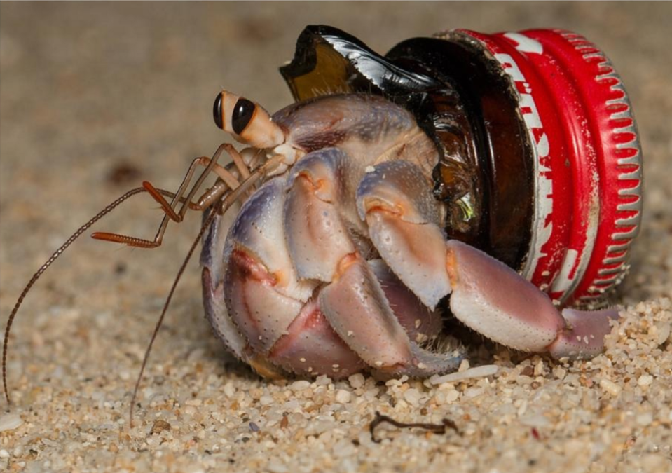 A hermit crab living out of a broken glass bottle cap.