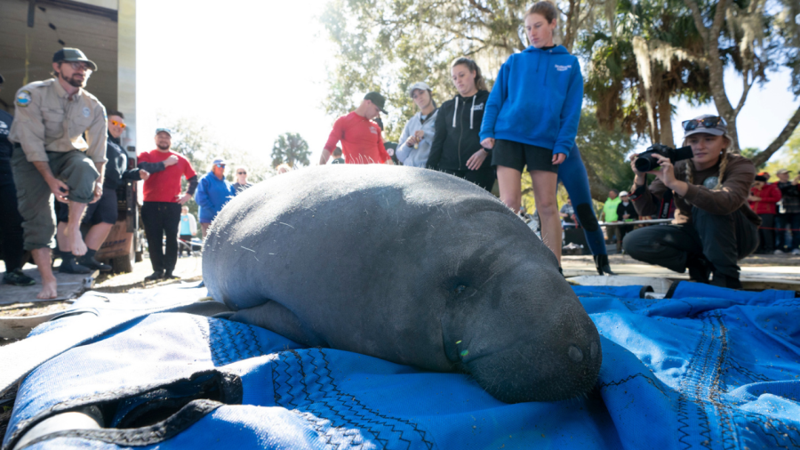 (Courtesy Photo/Amanda Carberry for the Columbus Zoo and Aquarium)