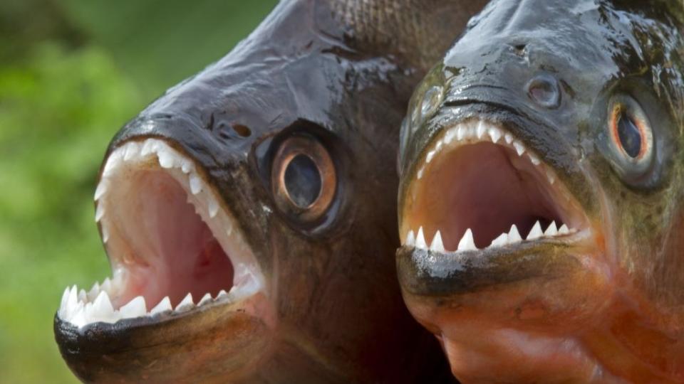 A close up picture of two piranha fish with their sharp triangular teeth exposed.