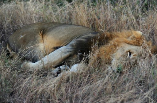 A pride of 14 lions is on the loose near a mining community bordering South Africa's Kruger National Park