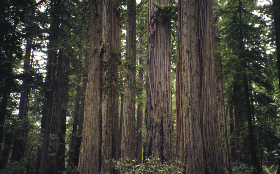 This image provided by Bugwood.org shows a group of coastal redwood trees (Sequoia sempervirens), one of two species designated as state trees of California. (Brian Lockhart/USDA Forest Service/Bugwood.org via AP)