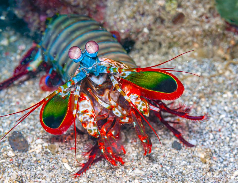 Newport Aquarium's new "Ring of Fire: World of the Octopus" exhibit will feature Peacock Mantis Shrimp, a species of shrimp known for its iridescent body that resembles a peacock feather.