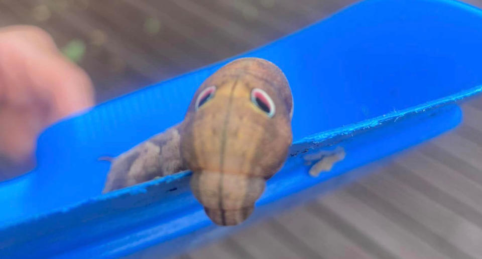 Hawkmoth caterpillar with pink and blue eyes scooped up in blue dustpan. 