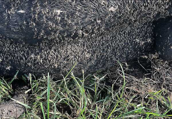 一頭牛成為蚊子軍團的「大餐」。