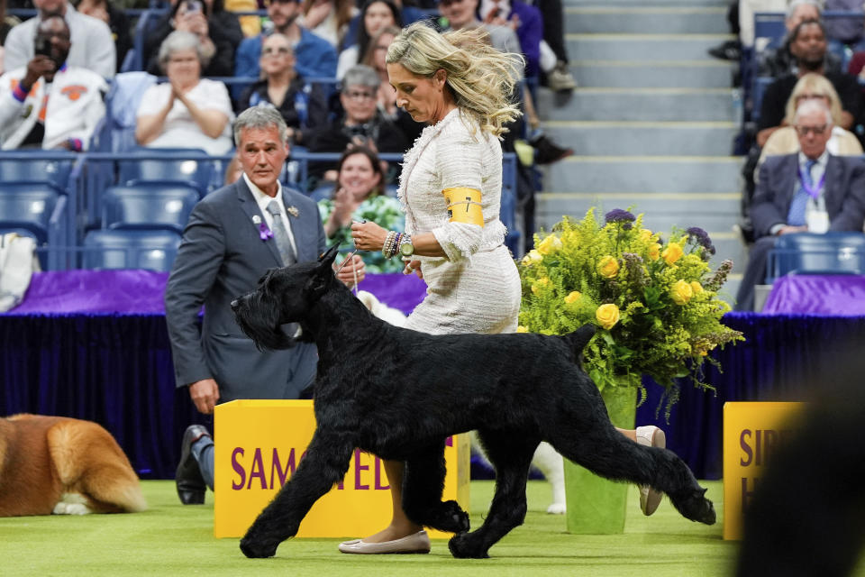 Monty, a giant schnauzer, is walked during the working group competition at the 148th Westminster Kennel Club Dog show, Tuesday, May 14, 2024, in New York. (AP Photo/Julia Nikhinson)