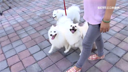 女顧客硬要帶狗進餐廳。（示意圖／資料照）