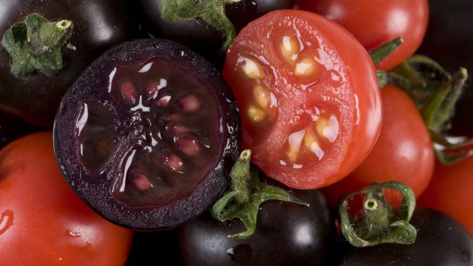 scientists engineer cancer fighting purple tomatoes