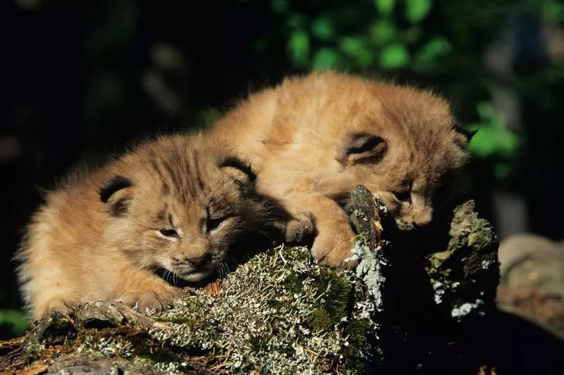 A file pic of Carpathian Lynx kits