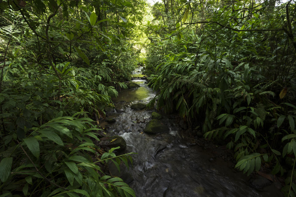 A stream flows through a forest that has been officialy protected for 35 years, on the outskirts of San Jose, Costa Rica, Wednesday, Aug. 24, 2022. Costa Rica reforestation got a boost last year with President Rodrigo Chaves' announcement of $16.4 million from the World Bank for forests that are reducing carbon emissions. (AP Photo/Moises Castillo)