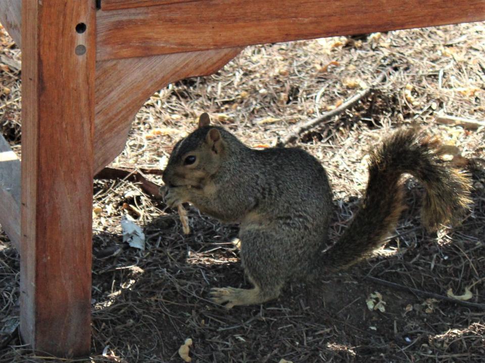 Unafraid squirrels at the Fullerton Arboretum.