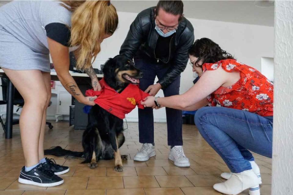 animales de compañía en el trabajo