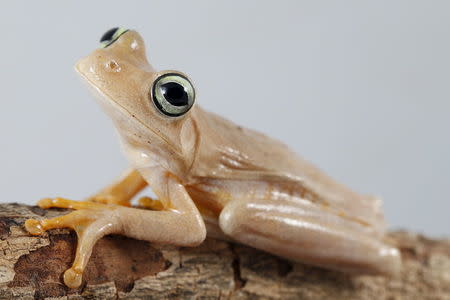 A Hypsiboas crepitans frog is pictured at a terrarium in Caracas November 30, 2015. REUTERS/Carlos Garcia Rawlins