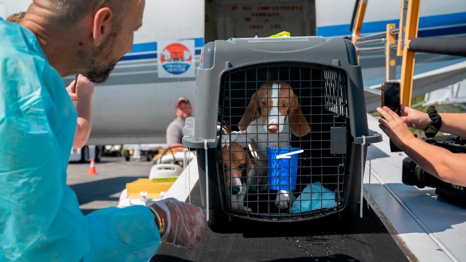 PHOTO: Marc Gup, a volunteer with the Animal Refuge League in Westbrook greets two beagles being unloaded from a Wings of Rescue plane at the Portland International Jetport on Sept. 4, 2022. (Gregory Rec/Portland Press Herald via Getty Images, FILE)