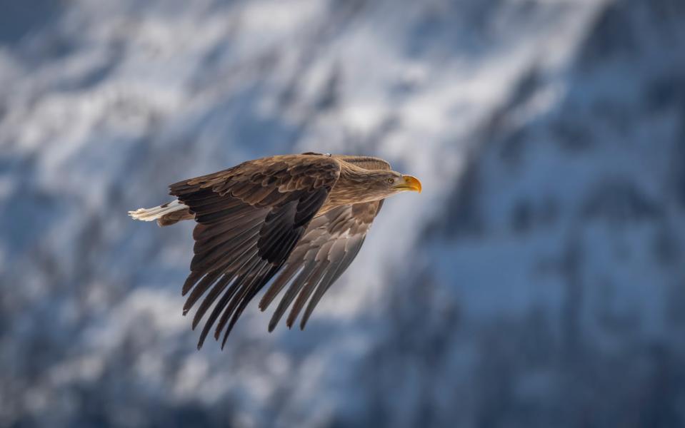 Soar with, and like, an eagle in the French resort of Morzine - Christian Pfahl