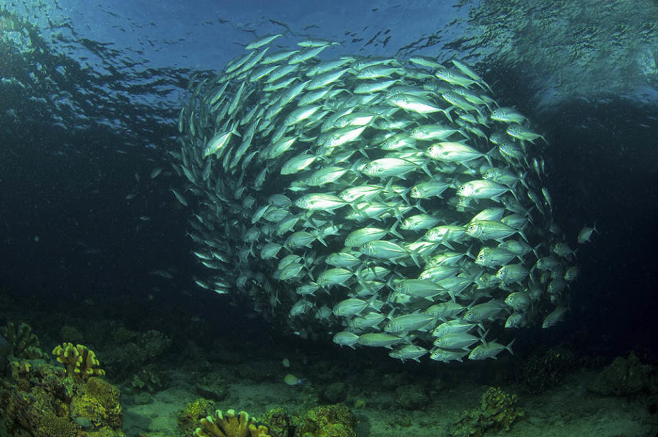 西巴丹島（Photo by Auscape/Universal Images Group, Image Source : Getty Editorial