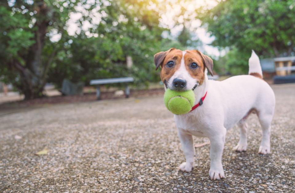 best small dog breeds jack russell terrier