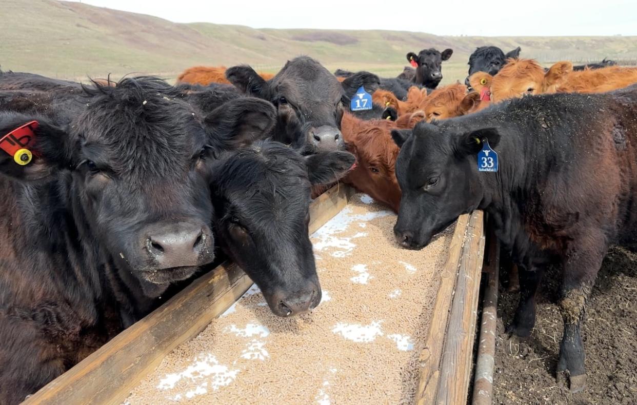 Cattle feeding at the Tangle Ridge Ranch. The ranch is one of the first donors involved in a new collective to match ranchers with families in need. (Dan McGarvey/CBC - image credit)