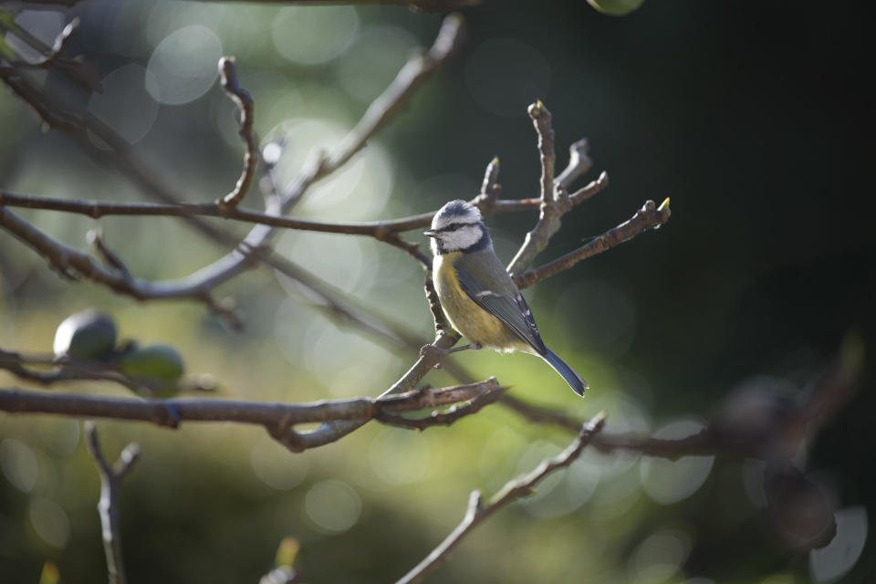 Small garden bird in a tree at first light