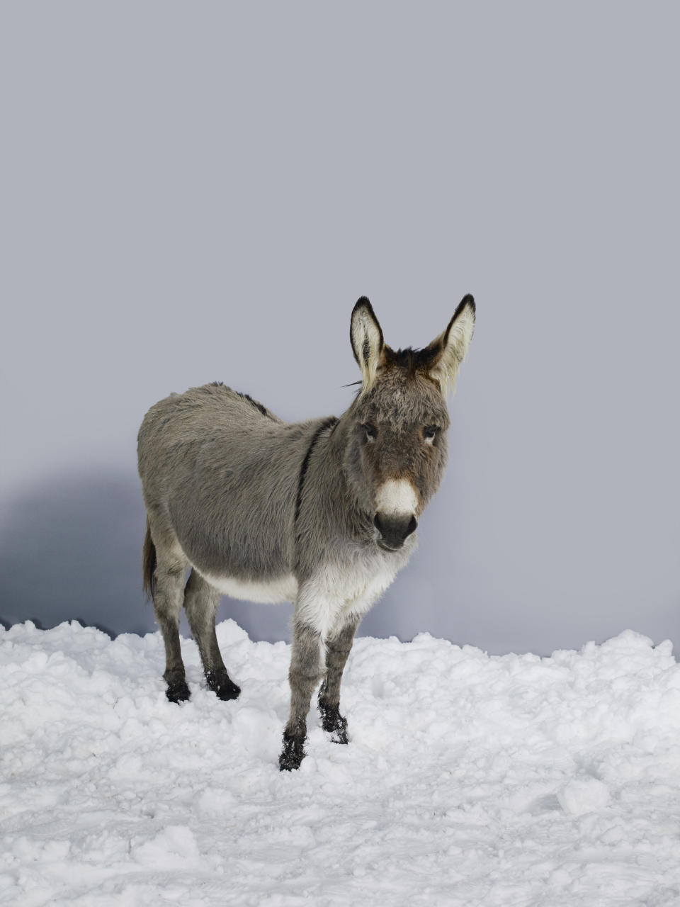 donkey in the snow