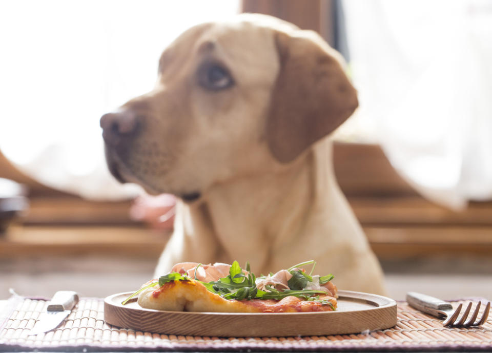 Best Premium Pet Foods