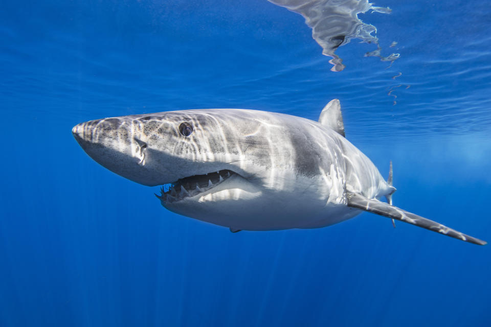 Great white shark underwater (Ken Kiefer 2 / Getty Images)