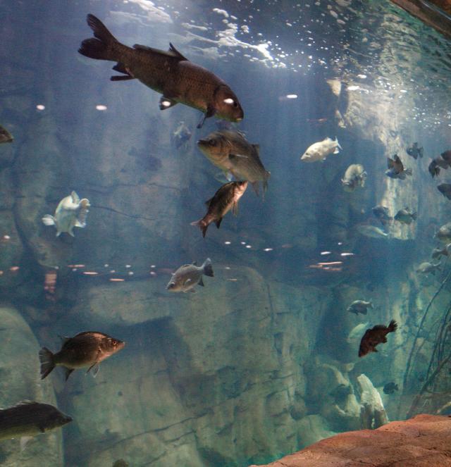 Alabama man accused of stripping, jumping naked into Bass Pro Shop aquarium:  Reports