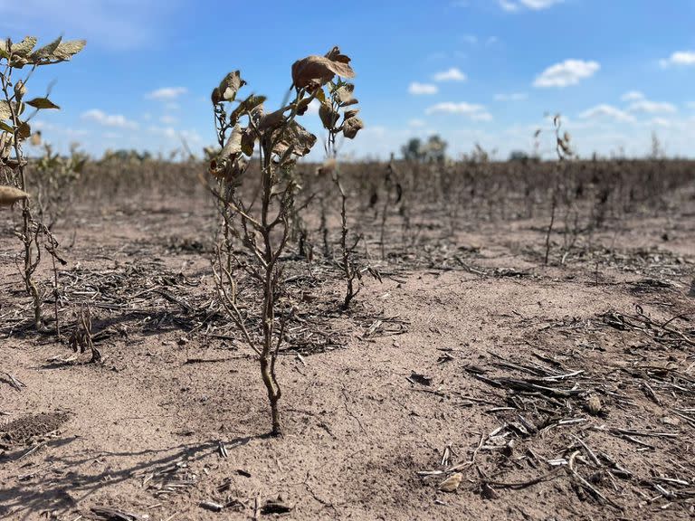 La cosecha de soja es la mitad de 2022