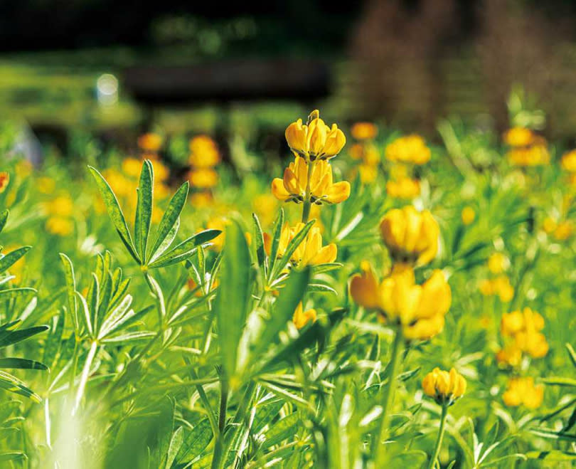 黃澄澄的魯冰花今年延後開花，於3月迎來最美花期。（圖／林士傑攝）