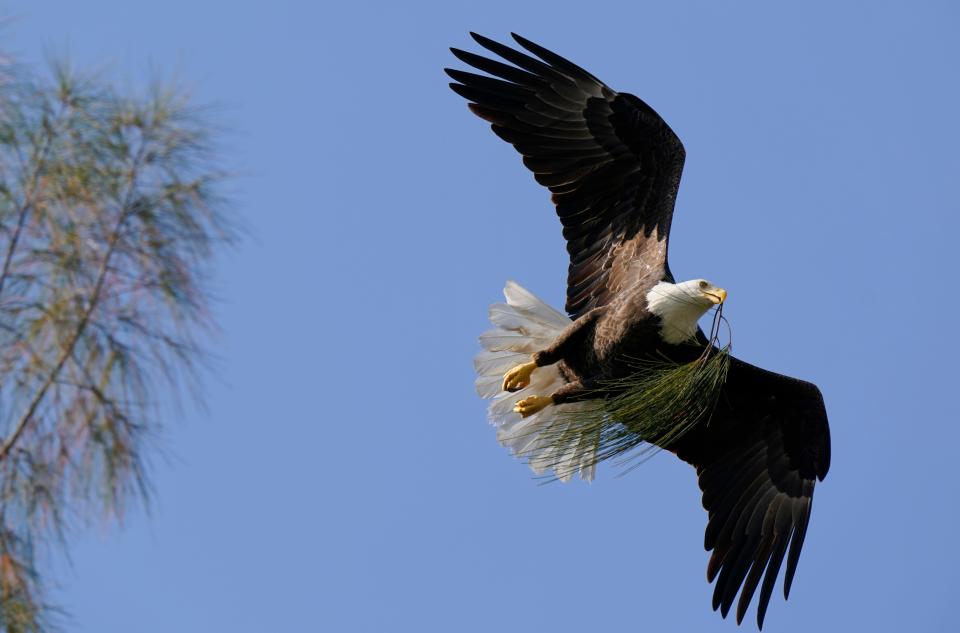 A bald eagle brings pine needles to a nest it is building, Dec. 10, 2021, in Pembroke Pines, Fla. Recovery of some vulnerable species through restoration efforts has made comebacks more difficult for others in peril. Once-endangered animals, including the iconic bald eagle, sometimes jeopardize rarer species such as the great cormorant by eating them or outcompeting them for food and living space.