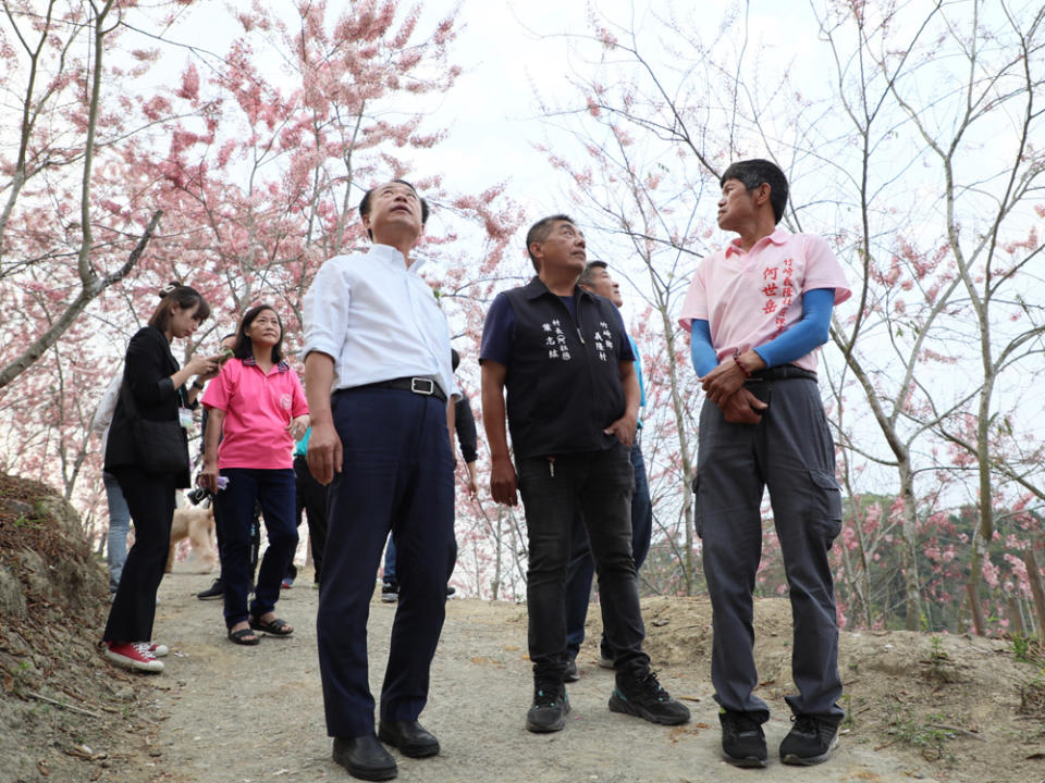 嘉義竹崎鄉義隆村長葉志紘（右二）向縣長翁章梁（右三）介紹粉紅花旗木。（記者張翔翻攝）