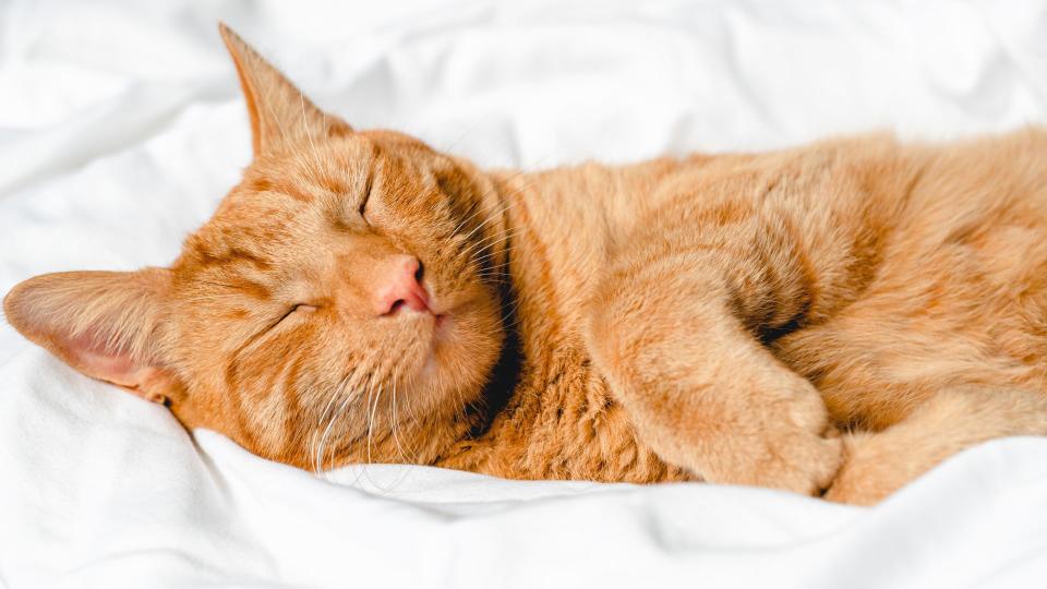 Best dog and cat names — cute ginger cat asleep