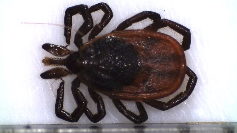 Ticks that carry Lyme disease on the move in New Brunswick