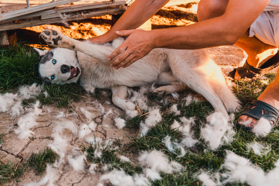 a person playing with a husky