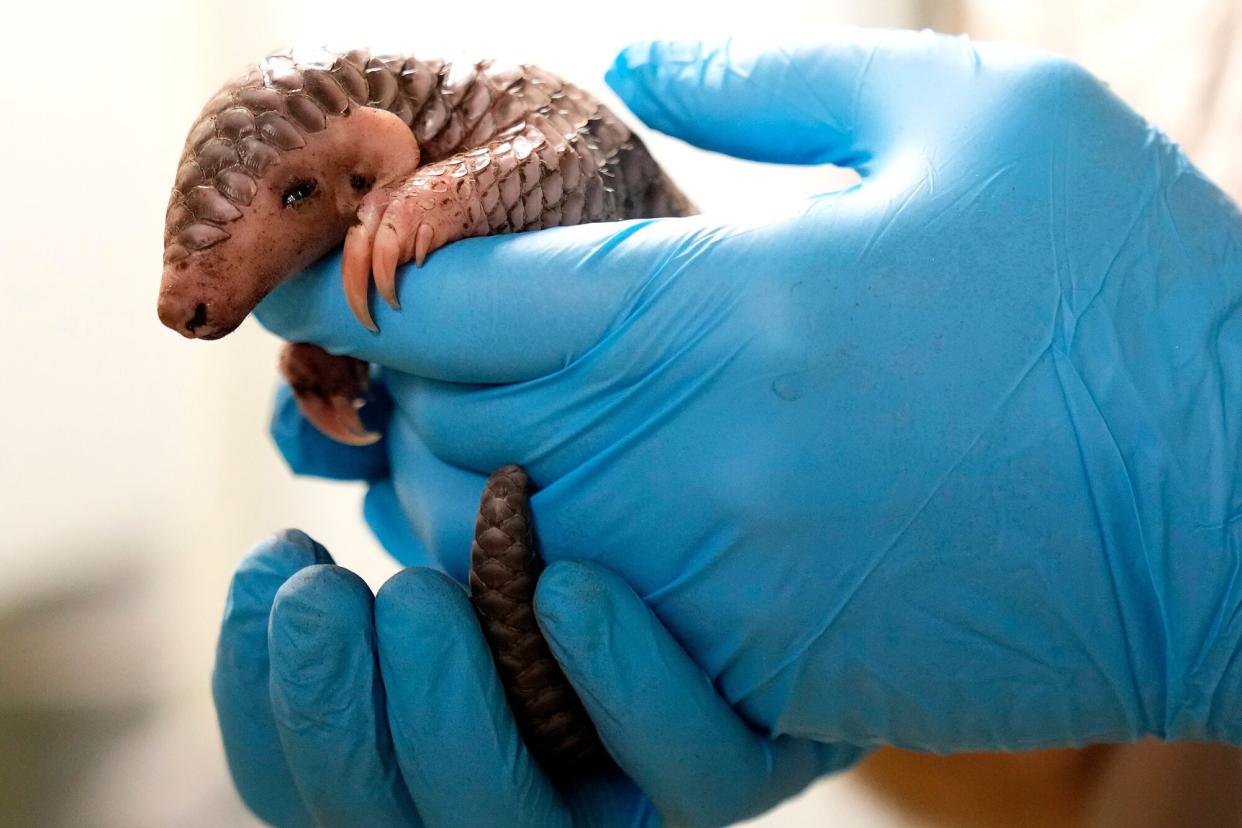 Keeper holds a baby Chinese pangolin for it to be weighed at the Prague Zoo, Czech Republic, . A female baby of Chinese pangolin has been born in the Prague zoo on Feb 2, 2023, as the first birth of the critically endangered animal on the European continent, and was doing well, the park said Baby Pangolin, Prague, Czech Republic - 23 Feb 2023