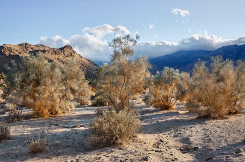 Magnificent Millicent Harvey smoke tree landscape.