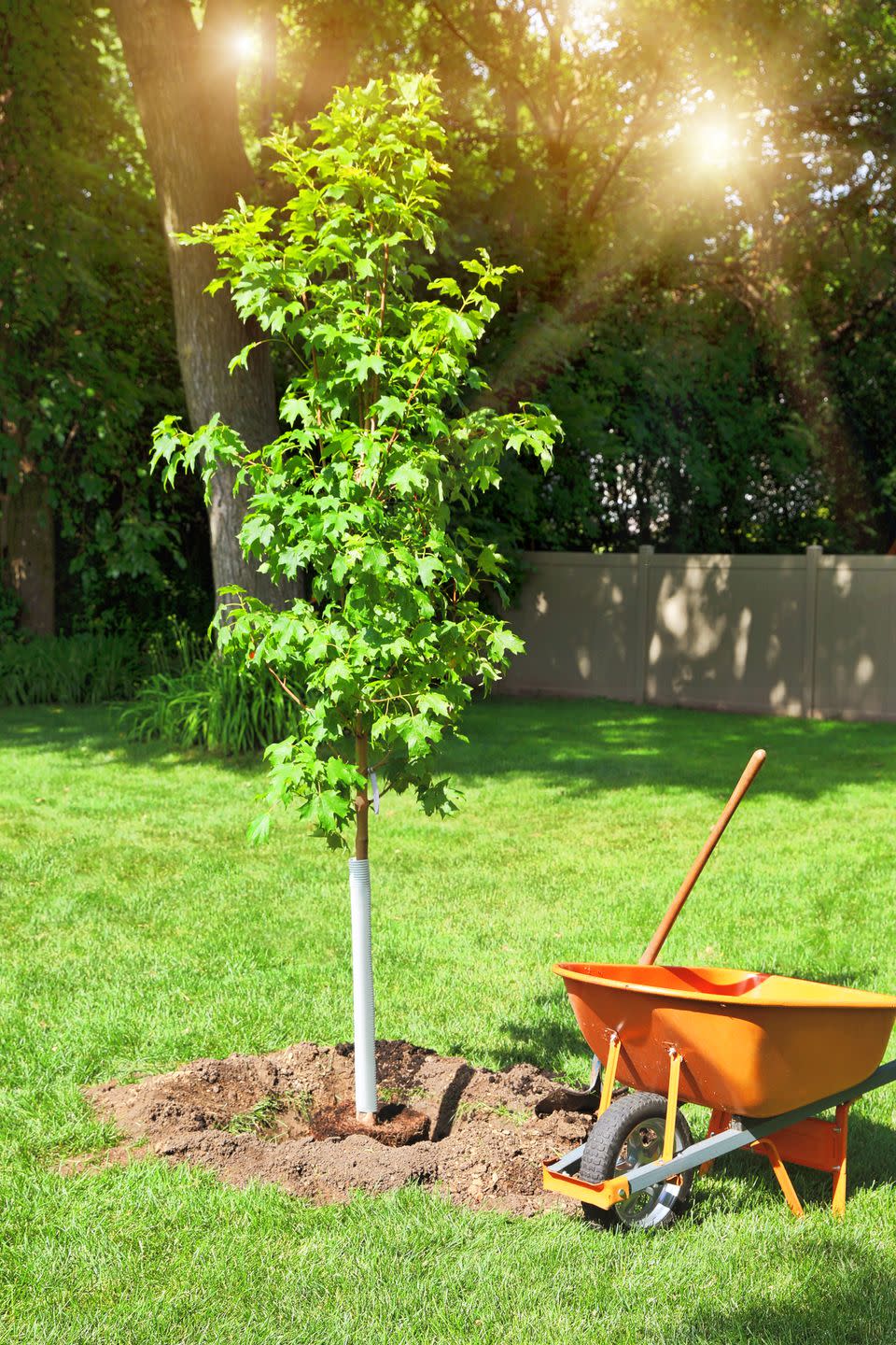 <p>Autumn is a great time to plant any tree because it’s less stressful to the plant as it tries to get established. While you’re at it, opt for a tree that has gorgeous autumn colors, such as sugar maple, red maple, dogwood, or redbud.</p><p><a class="link " href="https://go.redirectingat.com?id=74968X1596630&url=https%3A%2F%2Fwww.fast-growing-trees.com%2Fproducts%2Fsugar-maple-tree&sref=https%3A%2F%2Fwww.thepioneerwoman.com%2Fhome-lifestyle%2Fgardening%2Fg41124596%2Ffall-landscape-ideas%2F" rel="nofollow noopener" target="_blank" data-ylk="slk:SHOP SUGAR MAPLES">SHOP SUGAR MAPLES</a></p>