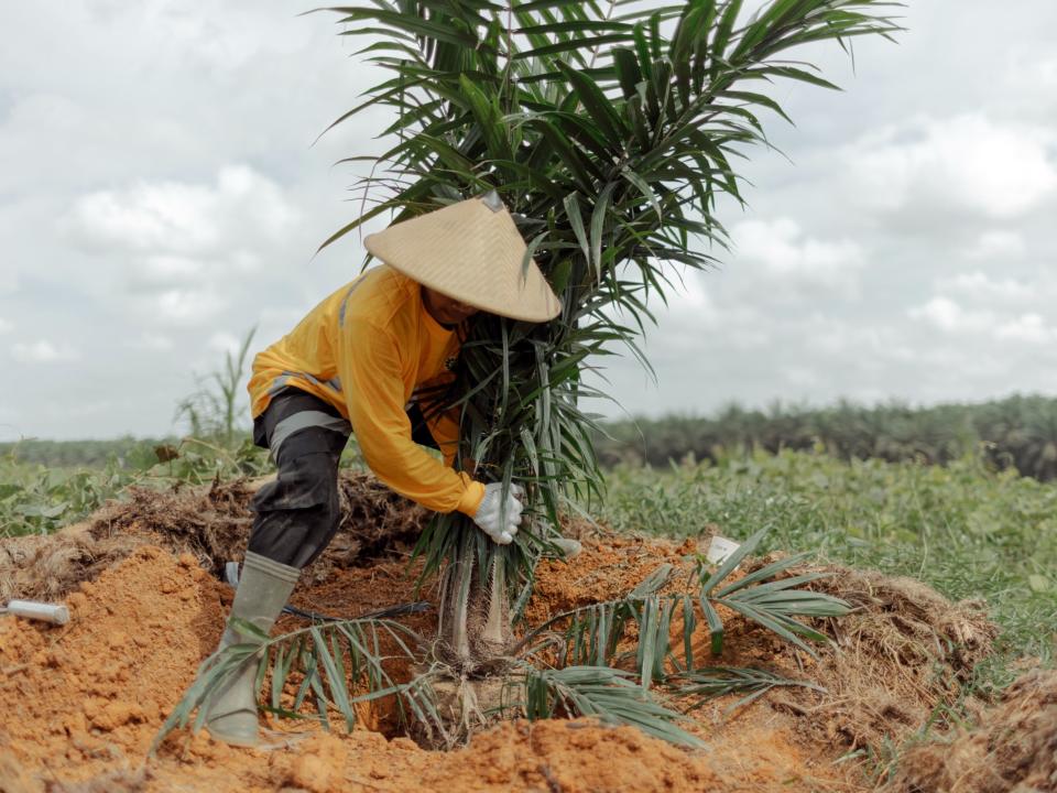 Un trabajador del GSIP planta una pequeña palma aceitera.  Fotografía: Muhammad Fadli/Bloomberg