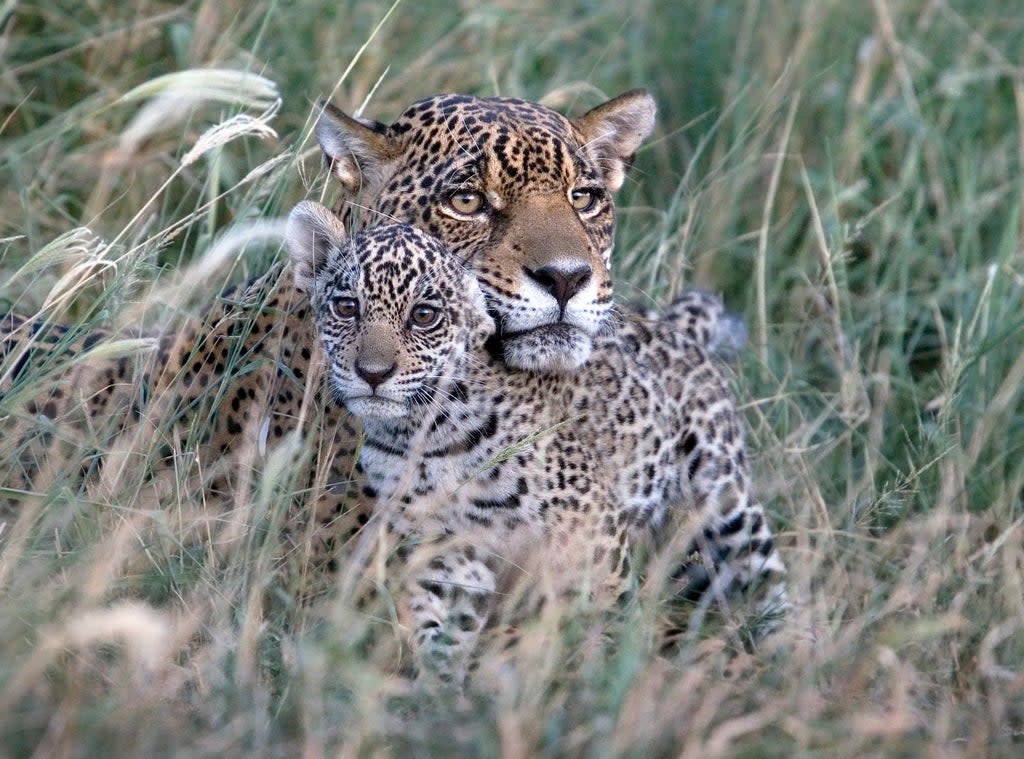 Kaaiyana the Jaguar and her cub (Daniel Alarcon and David Grunbaum, WWF-Bolivia)