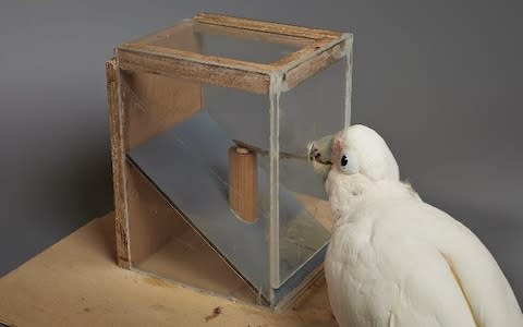 The birds changed the length of the sticks depending on how far the food was placed behind the perspex  - Credit: Bene Croy