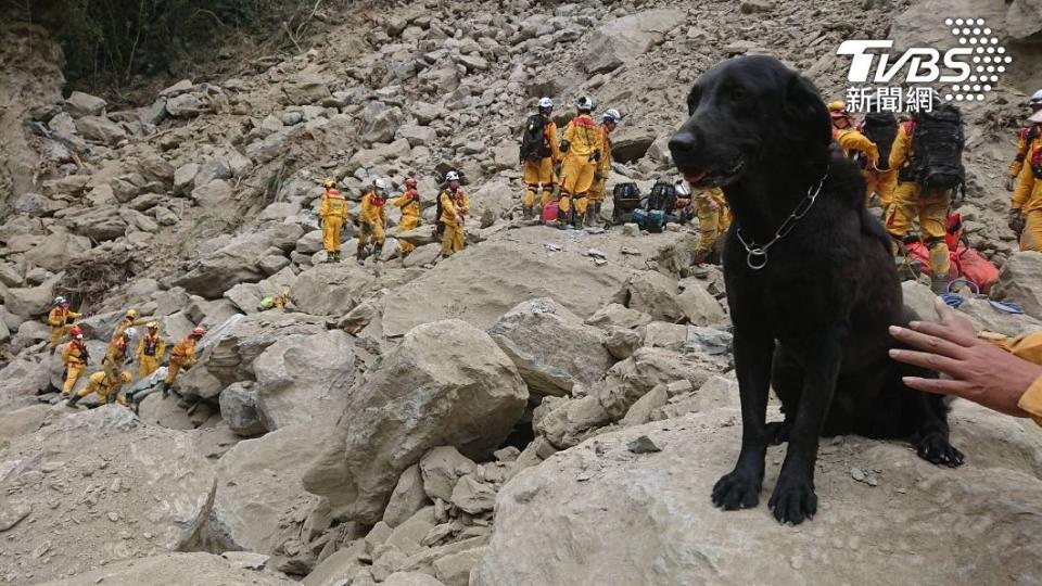 花蓮特搜隊派出搜救犬一同尋找生還者。(圖／TVBS)